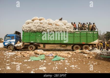 Arbeiten in den Baumwollfeldern von Cote D'Ivoire (Elfenbeinküste) Stockfoto