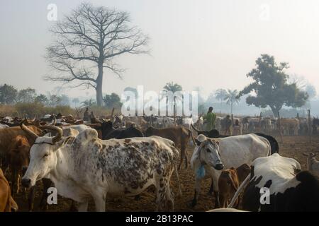 Rinderstation im Norden der Elfenbeinküste (Cote D'Ivoire) Stockfoto