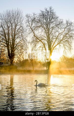 Schwan auf dem Fluss bei Sonnenaufgang, Dämmerung, Stratford-upon-Avon, Warwickshire, England, Großbritannien Stockfoto
