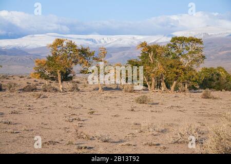 Blick auf Bäume in der Mongolei Stockfoto