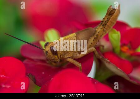 Die gelbe Grashüpfer auf roter Blüte Stockfoto