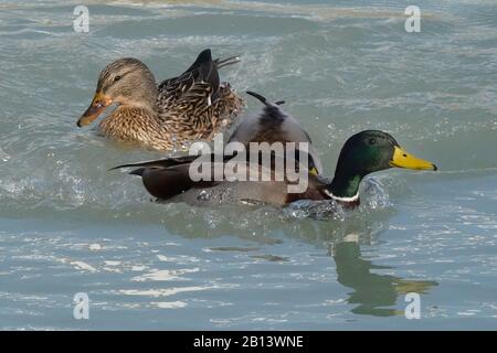 Mallard Enten am Ontario See Stockfoto