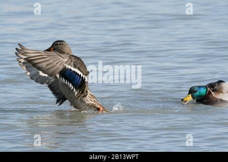 Mallard Enten am Ontario See Stockfoto