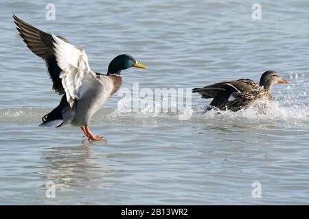 Mallard Enten am Ontario See Stockfoto