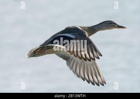 Mallard Enten am Ontario See Stockfoto