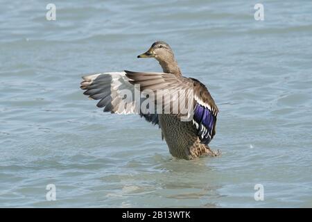 Mallard Enten am Ontario See Stockfoto