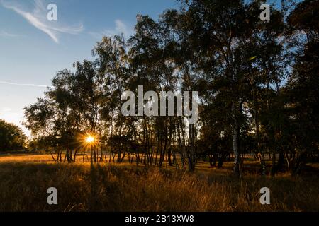 Die Septembersonne verschwindet zwischen den Kiefern in den Boberger Dünen, Hamburg, Deutschland Stockfoto