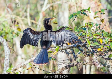 Männliches Anhinga trocknet seine Federn und wärmt seinen Körper. Big Cypress National Preserve. Florida. USA Stockfoto