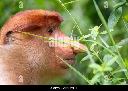 Wilder Proboscis-Affe oder Nasalis larvatus, im Regenwald der Insel Borneo, Malaysia, in der Nähe Stockfoto