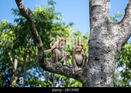 Wilder Proboscis-Affe oder Nasalis larvatus, im Regenwald der Insel Borneo, Malaysia, in der Nähe Stockfoto