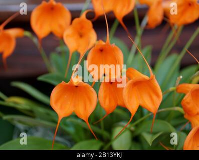 Schöne kleine Orchidee von Masdevallia Southern Sun Stockfoto