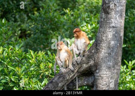 Wilder Proboscis-Affe oder Nasalis larvatus, im Regenwald der Insel Borneo, Malaysia, in der Nähe Stockfoto
