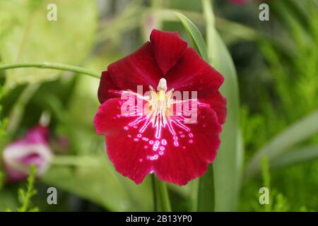 Schöne rote Orchideenblume der Miltoniopsis 'Mt Cuba' Stockfoto