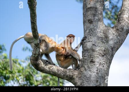 Wilder Proboscis-Affe oder Nasalis larvatus, im Regenwald der Insel Borneo, Malaysia, in der Nähe Stockfoto