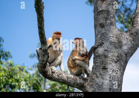 Wilder Proboscis-Affe oder Nasalis larvatus, im Regenwald der Insel Borneo, Malaysia, in der Nähe Stockfoto