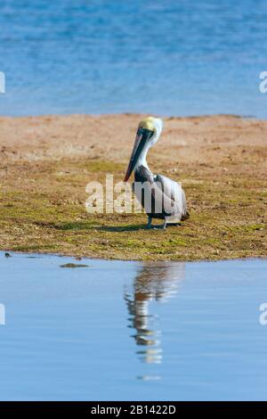 Braunes Pelikan (Pelecanus occidentalis), das an einem Seeufer in J.N. steht Ding Darling NWR. Florida. USA Stockfoto