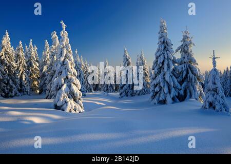 Winterlandschaft in Abendlicht, schneebedeckte Fichten, Nationalpark Harz, Sachsen-Anhalt, Deutschland Winterlandschaft in Abendlicht, schneebedeckte Fichten, Nationalpark Harz, Sachsen-Anhalt, Deutschland Stockfoto