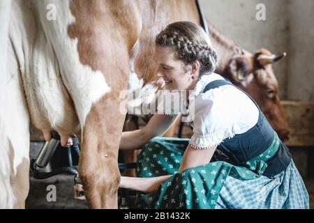 Bauer mit Dirndl mildert eine Kuh Stockfoto