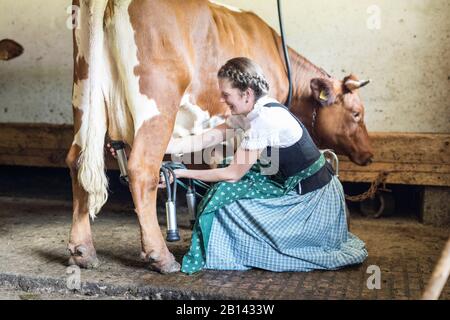 Bauer mit Dirndl mildert eine Kuh Stockfoto