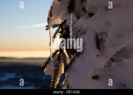 Eiszapfen auf nadelbaum mit Schnee Stockfoto