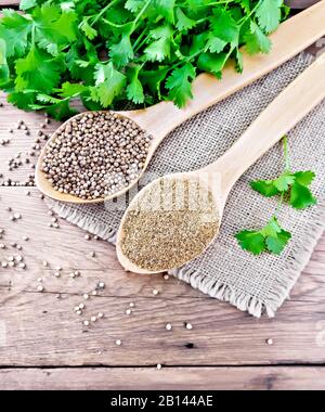 Koriandersamen und in zwei Löffeln auf dem Gratulp gemahlen, frischer grüner Cilantro auf Holzbretthintergrund von oben Stockfoto