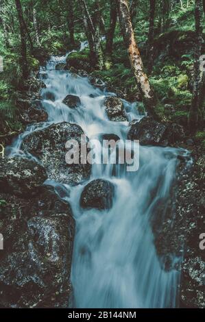Bach im Wald auf dem Weg zur Steall Falls, Glen Nevis, Highlands, Schottland Stockfoto