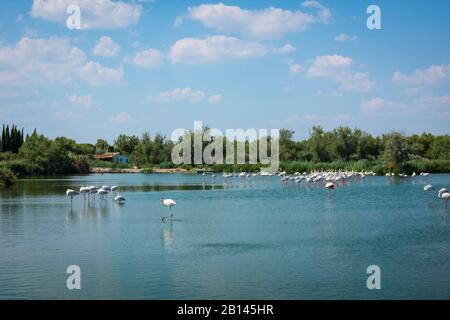 Flamingos im Parc Ornithologique du Pont de Gau, Oiseaux de Camargue, Südfrankreich Stockfoto