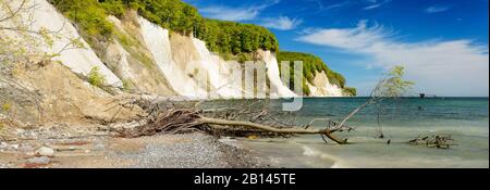 Entwurzelter Baum an der Steilküste vor den Kreidefelsen an der Ostsee, Nationalpark Jasmund, Insel Rügen, Mecklenburg-Vorpommern, Deutschland Stockfoto