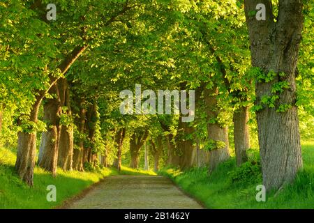 Kastanienallee am Morgen Licht, alter Kopfsteinpflaster, in der Nähe von Binz, Insel Rügen, Mecklenburg-Vorpommern, Deutschland Stockfoto