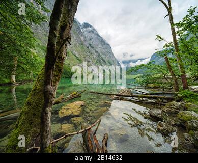 Unberührte Natur am Ufer des Obersee, Baumstämme im Wasser, tief hängende Wolken, Nationalpark Berchtesgaden, Bayern, Deutschland Stockfoto