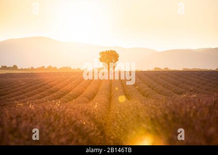 Lavendelfelder in der Nähe von Valensole in Südfrankreich, Provence, Frankreich Stockfoto