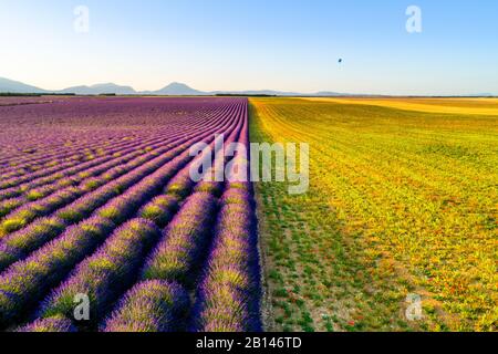 Lavendelfelder in der Nähe von Valensole in Südfrankreich, Provence, Frankreich Stockfoto