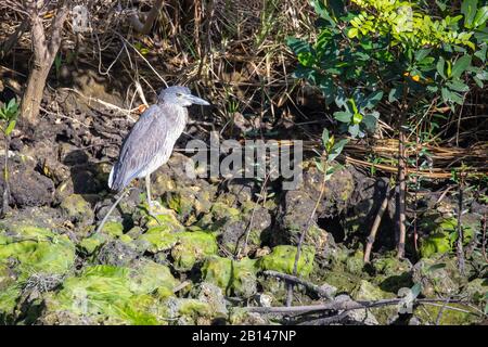 Ein junger gelb-krönender Nachtheron (nyctanassa violacea) brüllt auf einem Bein und treibt in und aus dem Schlaf, auf einem felsigen, moosbedeckten Flussufer Stockfoto