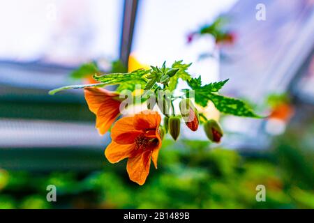 Abutilon Pictum Thompsonii - Blühender Ahorn Stockfoto