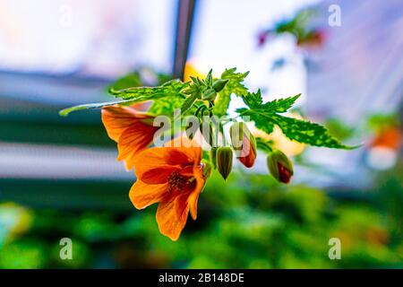 Abutilon Pictum Thompsonii - Blühender Ahorn Stockfoto