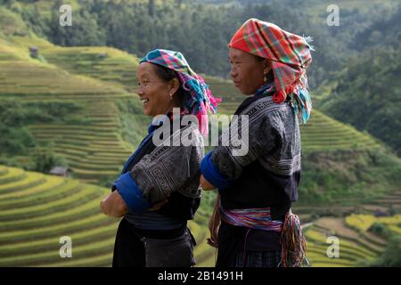 Reisernte in Vietnam Stockfoto