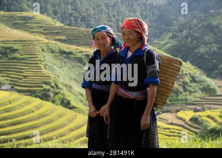 Reisernte in Vietnam Stockfoto