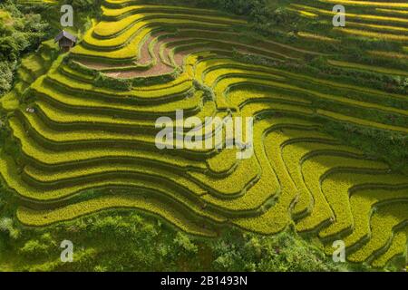 Goldene Reisterrassen kurz vor der Ernte in Nordvietnamesen, Mu Cang Chai, Vietnam Stockfoto