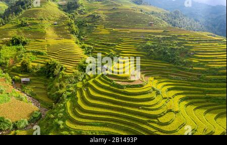 Goldene Reisterrassen kurz vor der Ernte in Nordvietnamesen, Mu Cang Chai, Vietnam Stockfoto