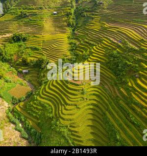 Goldene Reisterrassen kurz vor der Ernte in Nordvietnamesen, Mu Cang Chai, Vietnam Stockfoto