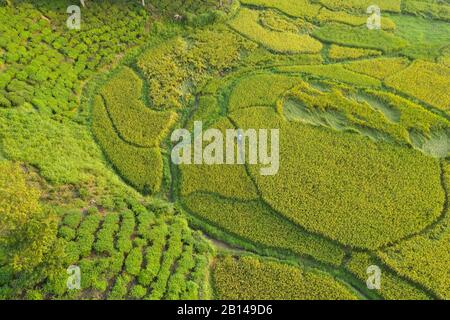 Reisfelder in der Nähe von Hanoi, Luftbild, Vietnam Stockfoto