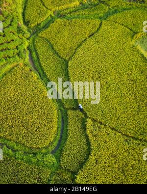 Reisfelder in der Nähe von Hanoi, Luftbild, Vietnam Stockfoto