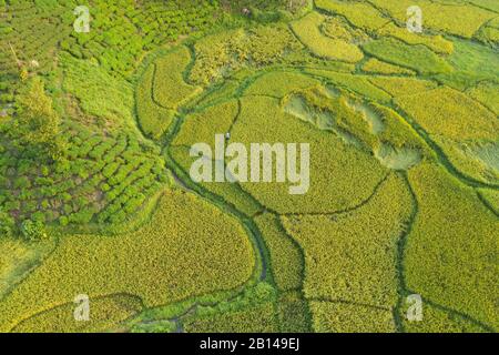 Reisfelder in der Nähe von Hanoi, Luftbild, Vietnam Stockfoto