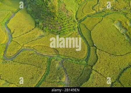 Reisfelder in der Nähe von Hanoi, Luftbild, Vietnam Stockfoto