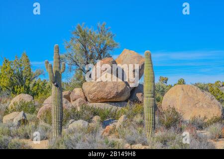 Saguaro Cactus (Carnegie Gigantea) in der bergigen Region des Mohave County in der Sonoran-Wüste. Arizona USA Stockfoto