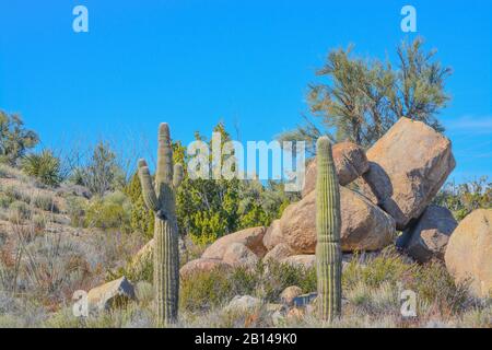 Saguaro Cactus (Carnegie Gigantea) in der bergigen Region des Mohave County in der Sonoran-Wüste. Arizona USA Stockfoto