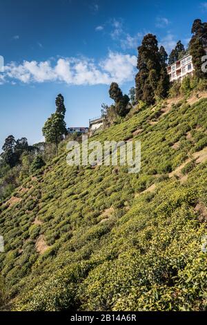 Teeplantage in Darjeeling, Indien, Asien Stockfoto