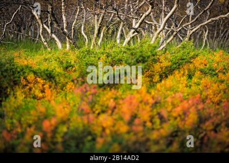 Birkenwald aus Birken im Herbstkleid, Hochland, Island Stockfoto