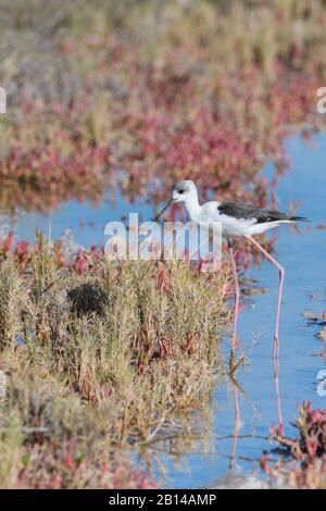 Ein juveniler Schwarzgeflügelstelz wandert an der Osprey Bay im Cape Range National Park in Western Australia durch das Marschland Stockfoto