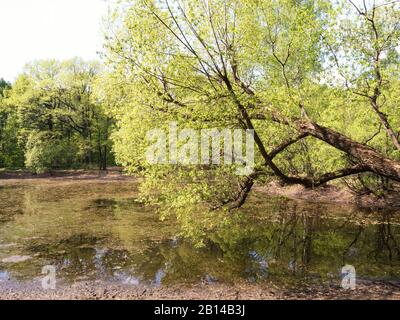 Baum, der im Frühling in einem Park über einen sumpfigen Teich gebeugt wurde Stockfoto